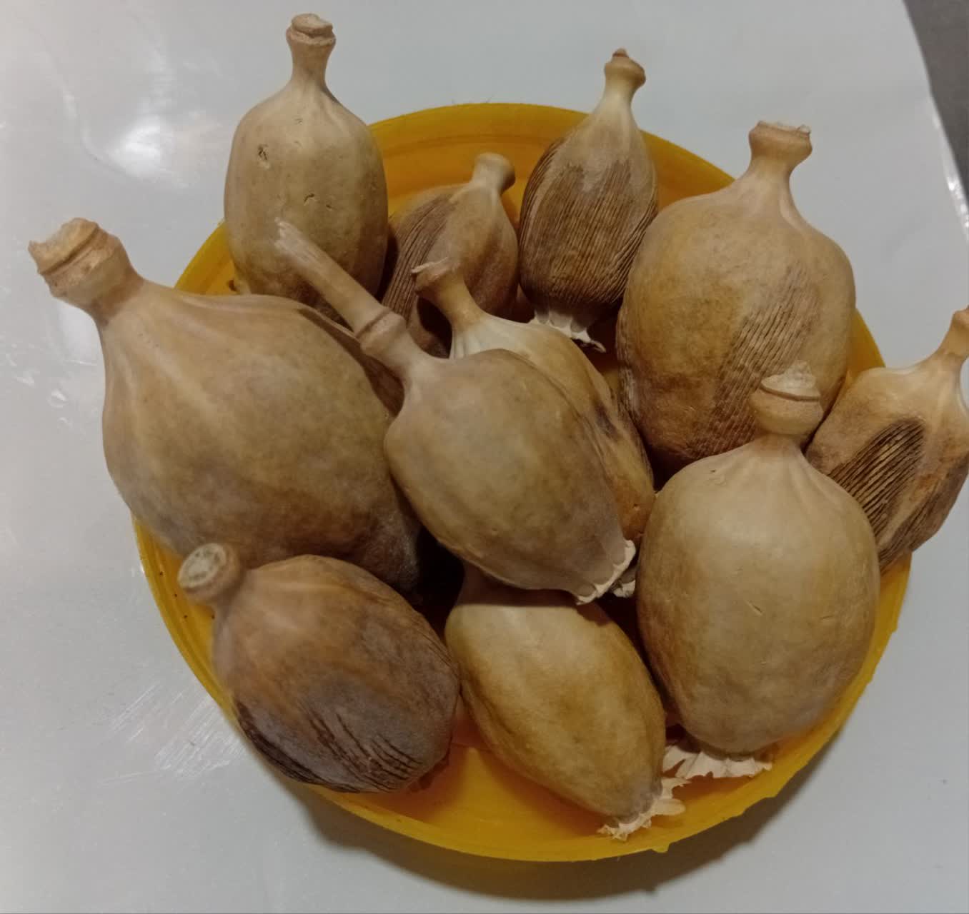 غوزه خشخاش گیاه عالی 100 گرمی آنی رز